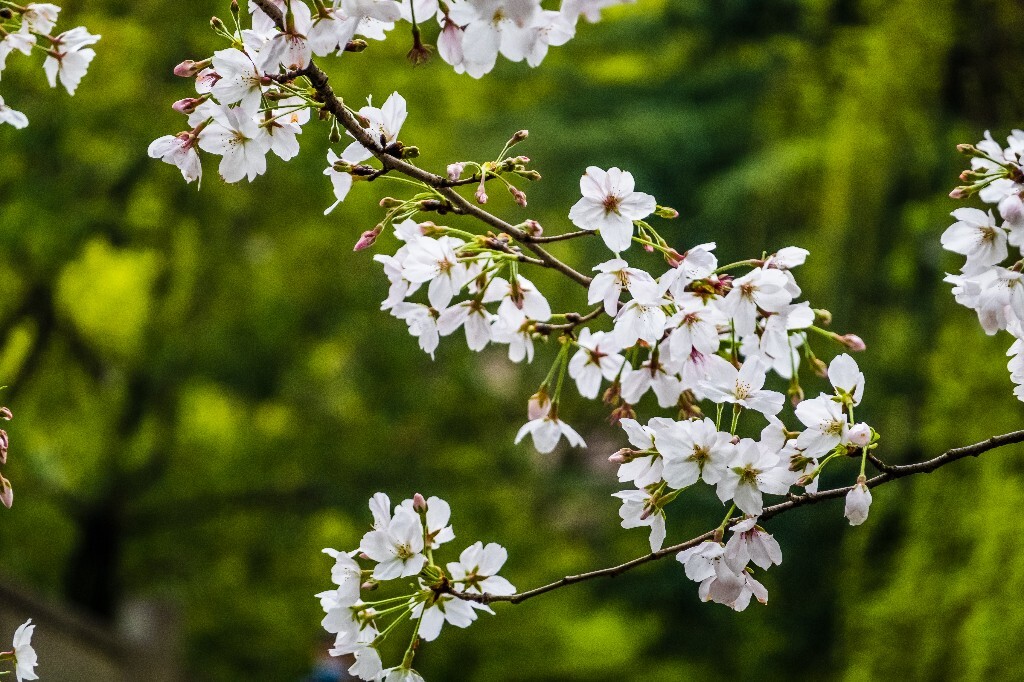 樱花 花朵 植物 风光 自然 自然风光 花开 盛开的樱花 旅行 摄影