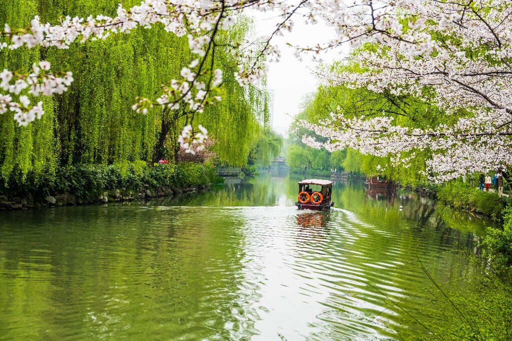 樱花 自然 风光 自然风光 盛开的樱花 花草 花朵 旅行