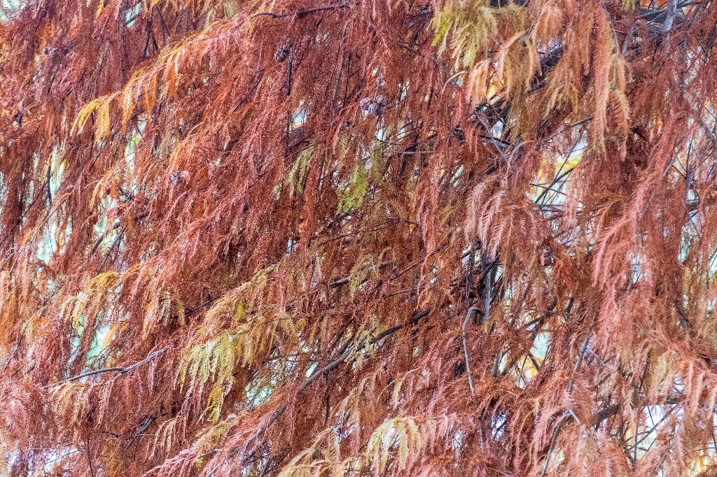 落叶乔木 水杉 梳子杉 树木 秋季 秋天 秋天的颜色 图片 摄影 风光 旅游