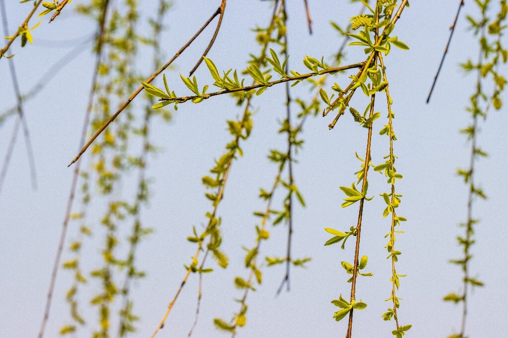 柳树 垂柳 西湖柳树 二月的柳树 西湖柳树 风光 自然 摄影 西湖风光
