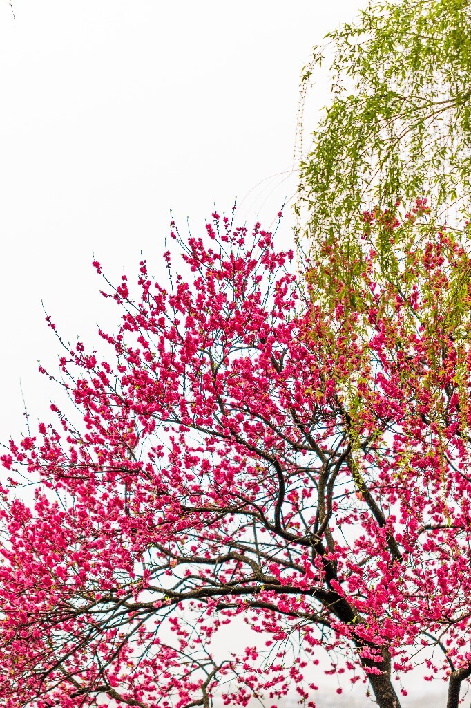 西湖桃花  桃花 自然 微距 风光 色彩 西湖之春    <br />
春天 桃红柳绿 西湖三月天
