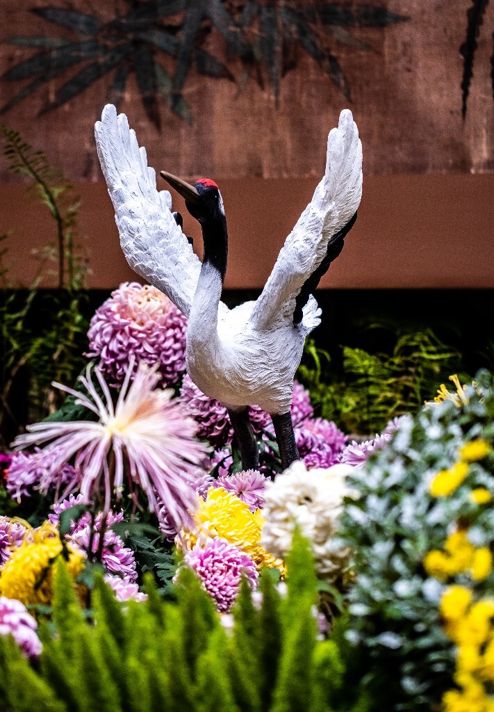 菊花 寿客 金英 黄华 秋菊 陶菊 日精 女华 延年 隐逸花 家菊 花儿 盛开的菊花