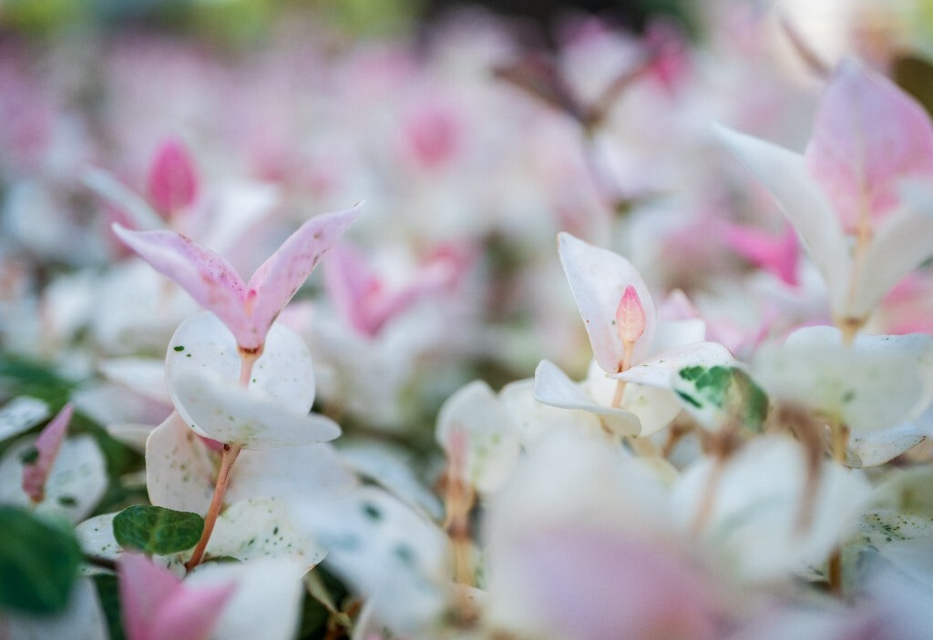 三色络石 络石 石龙藤 万字茉莉 白花藤 花叶络石 斑叶亚洲络石 三色亚洲络石 亚洲络石 植物 微距 摄影
