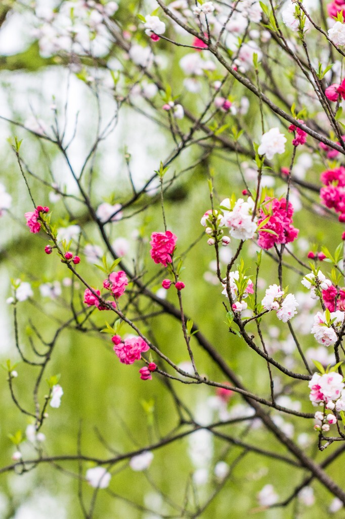 西湖桃花  西湖风光 自然  环境  桃花 西湖之春  自然 风光 花朵 花儿 
