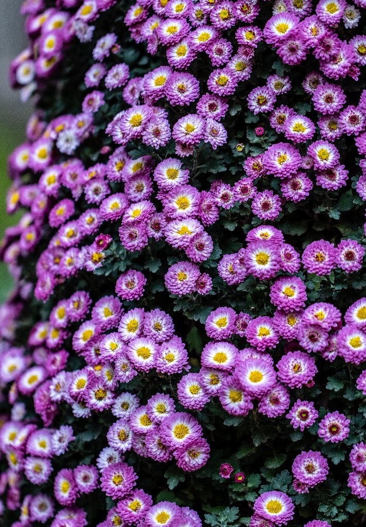 菊花 寿客 金英 黄华 秋菊 陶菊 日精 女华 延年 隐逸花 家菊 花儿 盛开的菊花