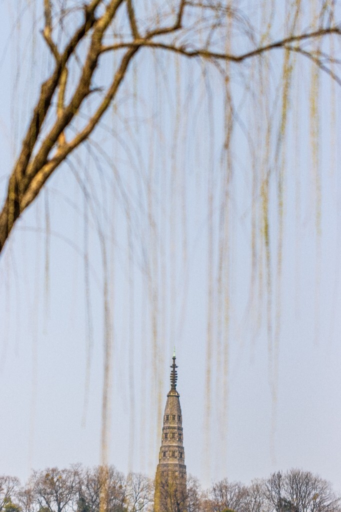 柳树 垂柳 西湖柳树 二月的柳树 西湖柳树 风光 自然 摄影 西湖风光
