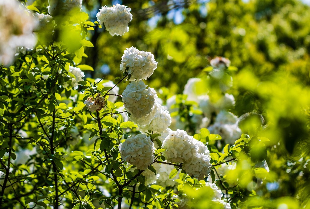 八仙花 粉团花 草绣球 紫绣球 紫阳花 绣球 木绣球 摄影 植物