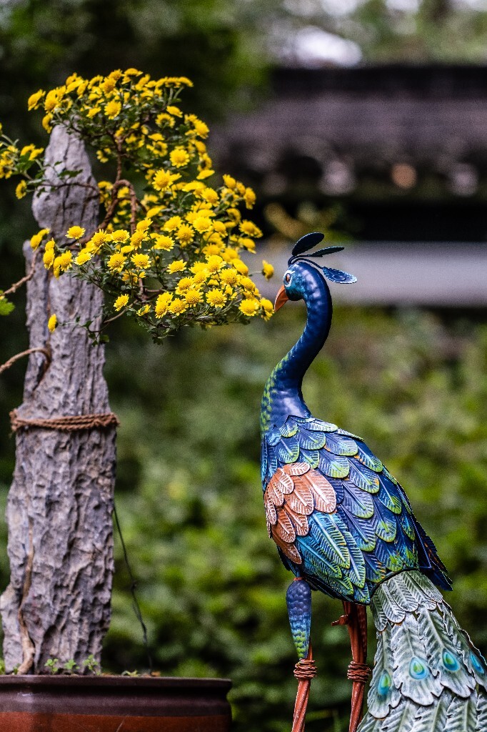 菊花 寿客 金英 黄华 秋菊 陶菊 日精 女华 延年 隐逸花 家菊 花儿 盛开的菊花