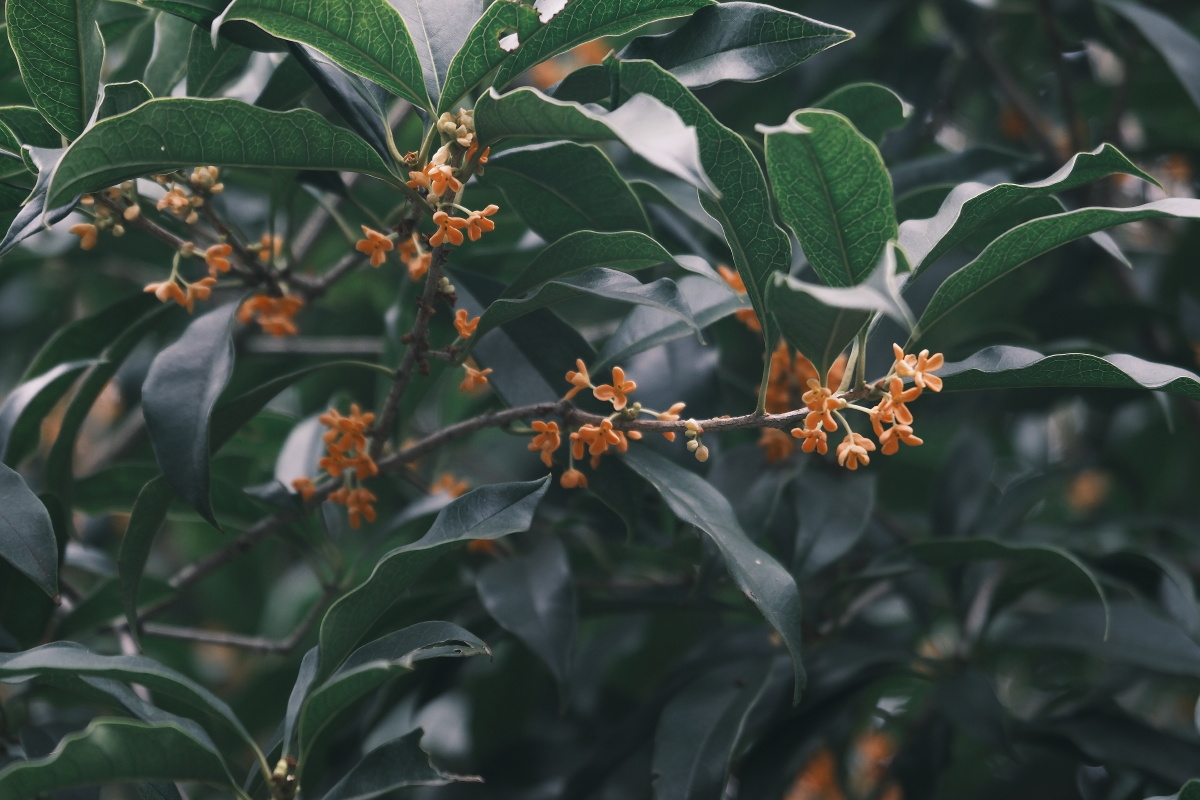 桂花 富士直出 风光 花朵花卉 风光摄影  桂花摄影 满觉陇