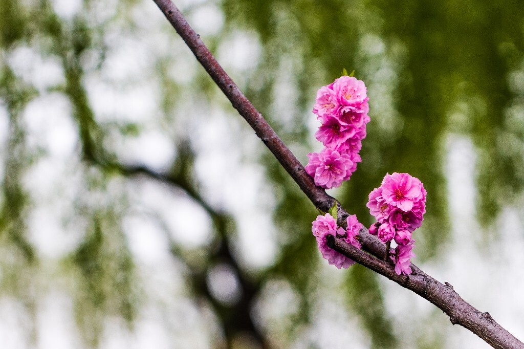 西湖桃花 桃花 自然 微距 风光 色彩 西湖之春 春天 桃红柳绿 西湖三月天