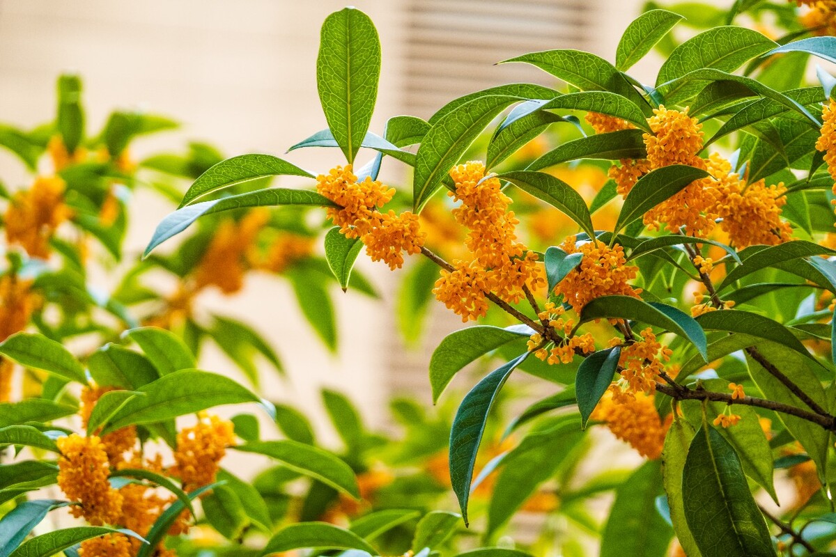 桂花 花朵 植物 摄影 旅行 花儿 金桂 银桂
