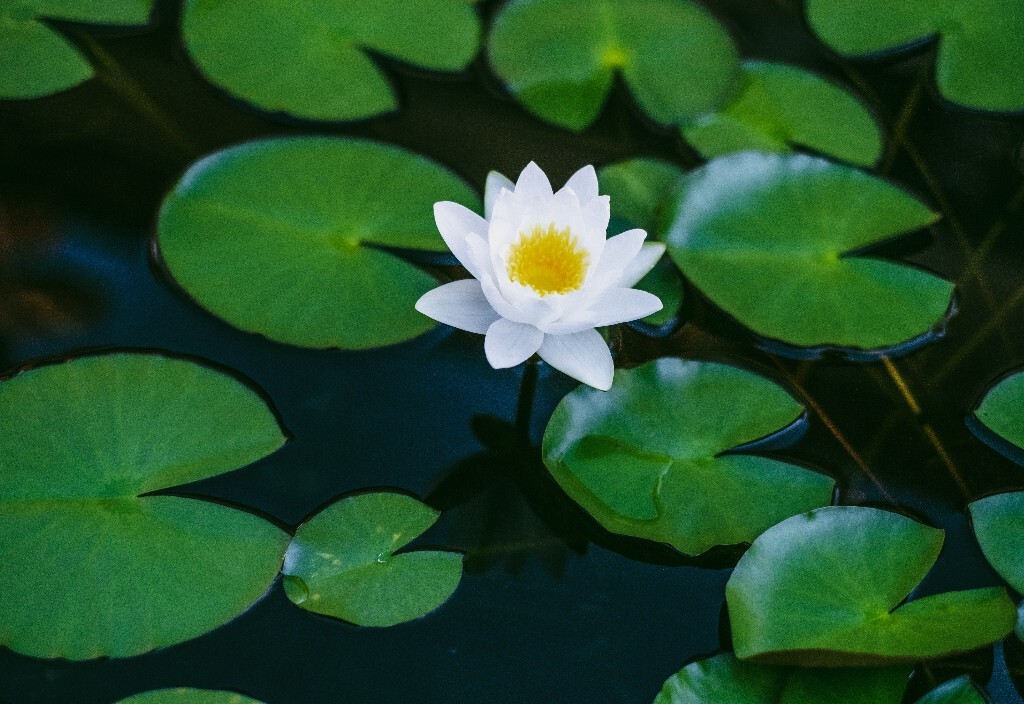 莲花 睡莲 花朵 花儿 摄影 风光 自然风光 旅行