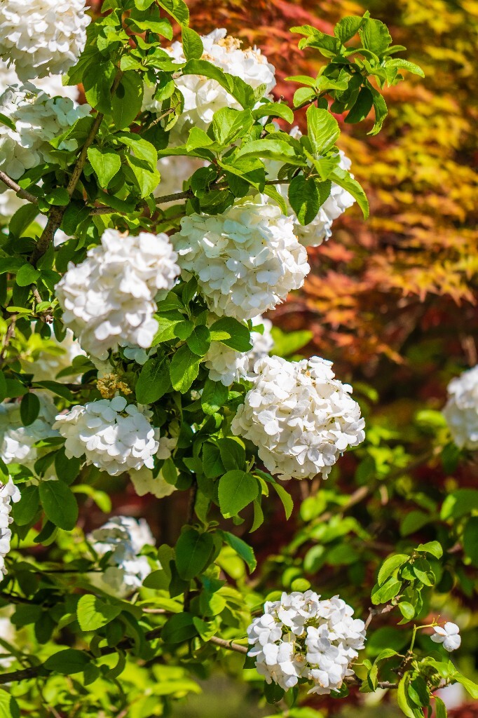八仙花 粉团花 草绣球 紫绣球 紫阳花 绣球 木绣球 植物 摄影 风光 花朵 花儿