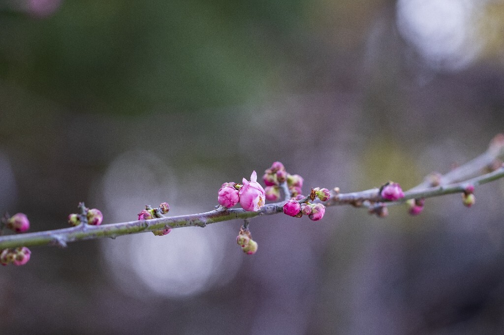 蜡梅 金梅 腊梅 蜡花 蜡梅花 蜡木 麻木紫 石凉茶 唐梅 香梅 植物 微距 摄影 风光 花朵 花草 红梅