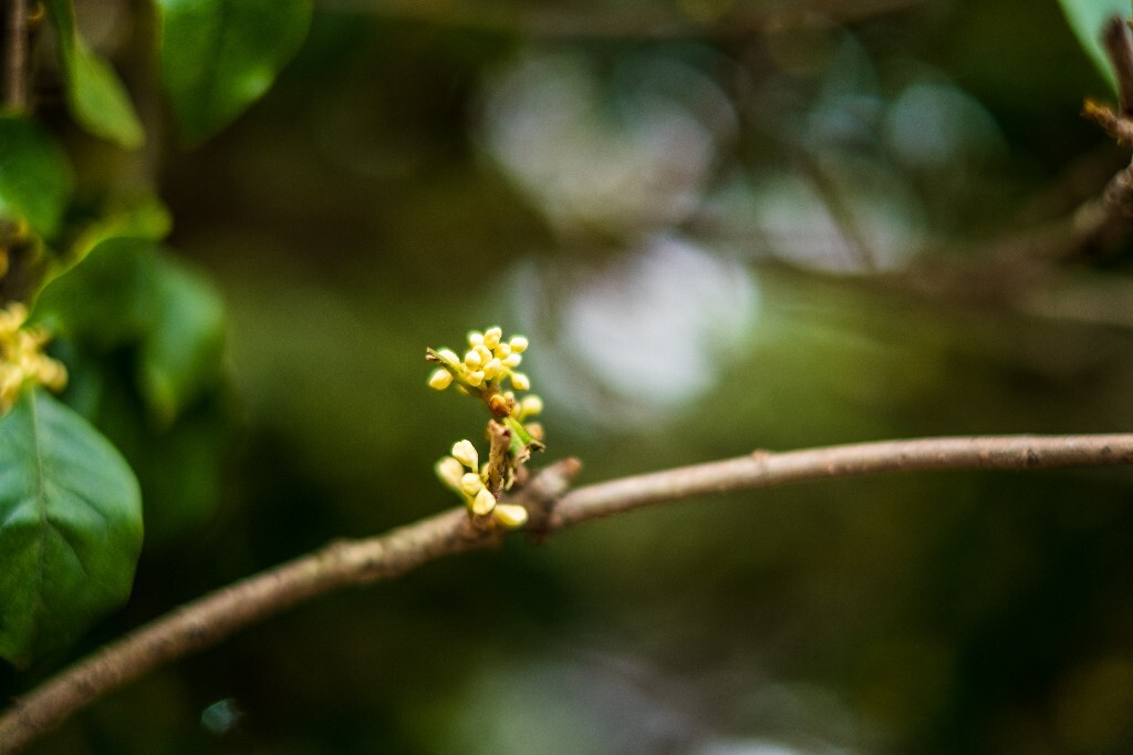 桂花 木樨 岩桂 金桂 银桂 丹桂 月桂 木犀 九里香 植物 花卉 盛开的桂花 桂花开了