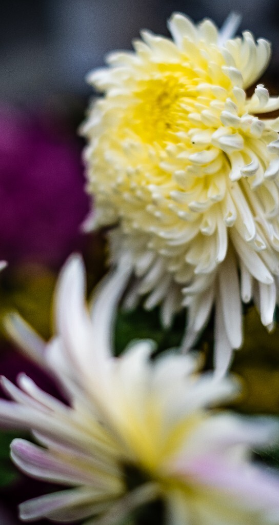 菊花 寿客 金英 黄华 秋菊 陶菊 日精 女华 延年 隐逸花 家菊 花儿 盛开的菊花