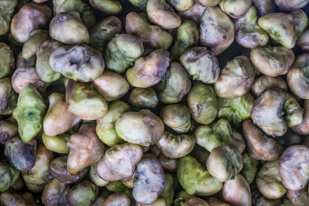 菱角 芰 水菱 风菱 乌菱  水栗 菱实 芰实