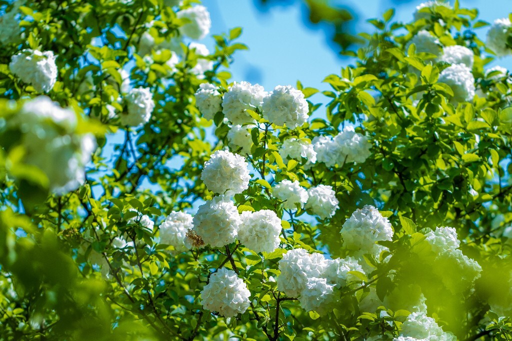 粉团花 紫阳花 八仙花 绣球 木绣球 草绣球 紫绣球 花朵 花儿 植物 摄影