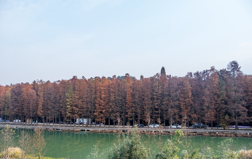 落叶乔木 水杉 梳子杉 树木 秋季 秋天 秋天的颜色 图片 摄影 风光 旅游