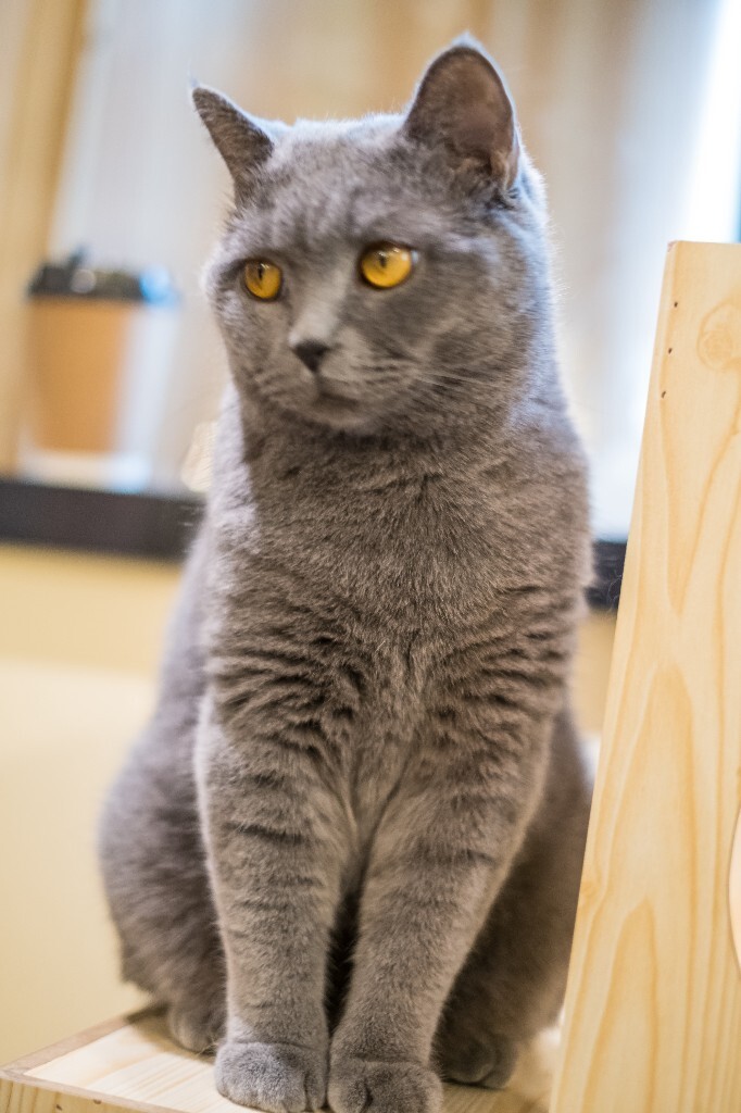 猫 宠物 动物 图片 摄影 喵星人 猫猫