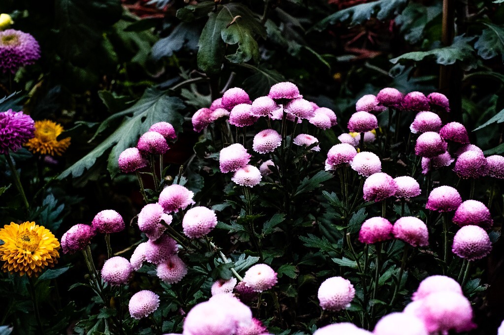 菊花 寿客 金英 黄华 秋菊 陶菊 日精 女华 延年 隐逸花 家菊 花儿 盛开的菊花