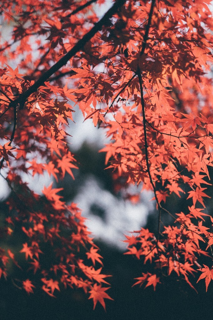 枫叶 红叶 树叶 秋季 秋天 图片 摄影 风光 自然