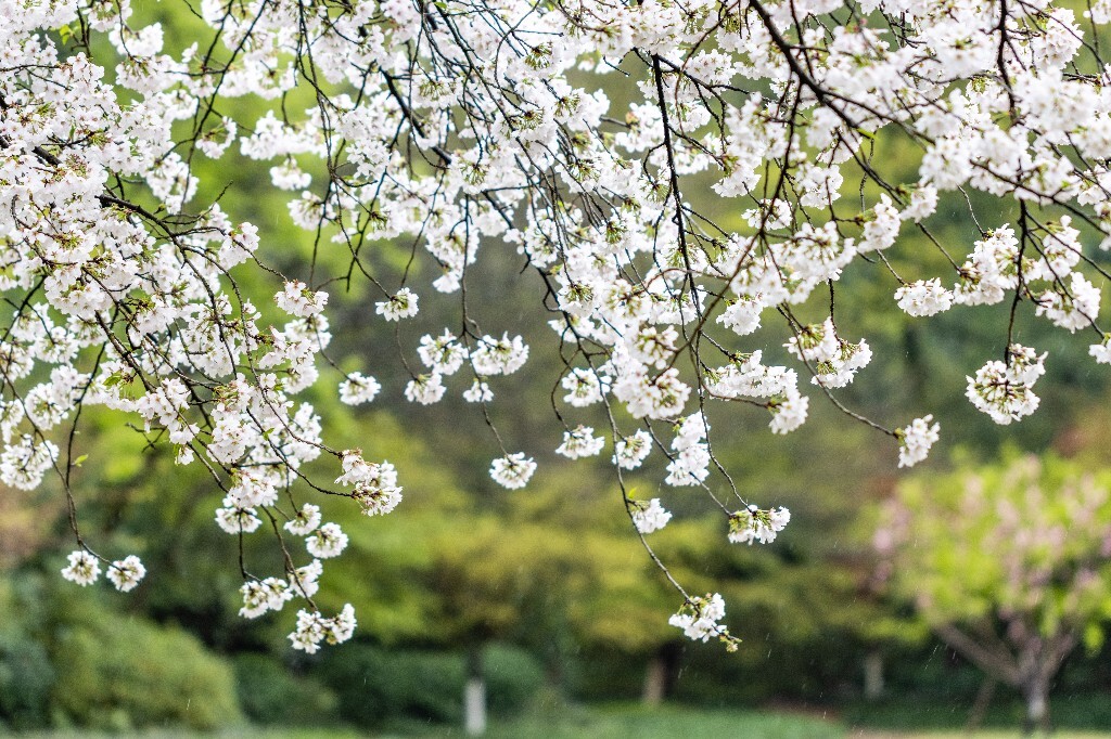 樱花 白色樱花 植物 风光 色彩 自然 环境 西湖春天 西湖之春 西湖风光 风景