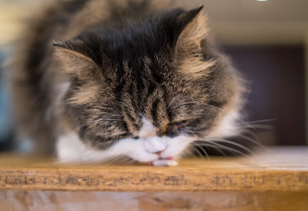 猫 宠物 动物 图片 摄影 喵星人 猫猫