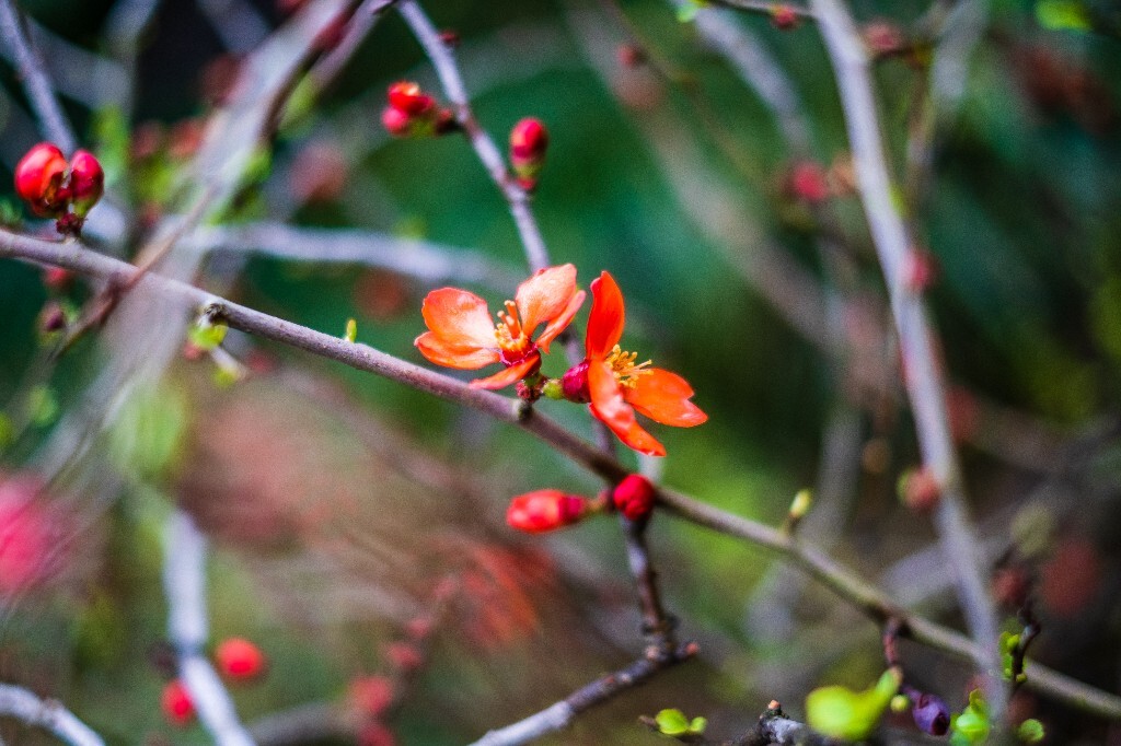 花草 花卉  海棠花  图片 摄影 风光  花朵 花儿