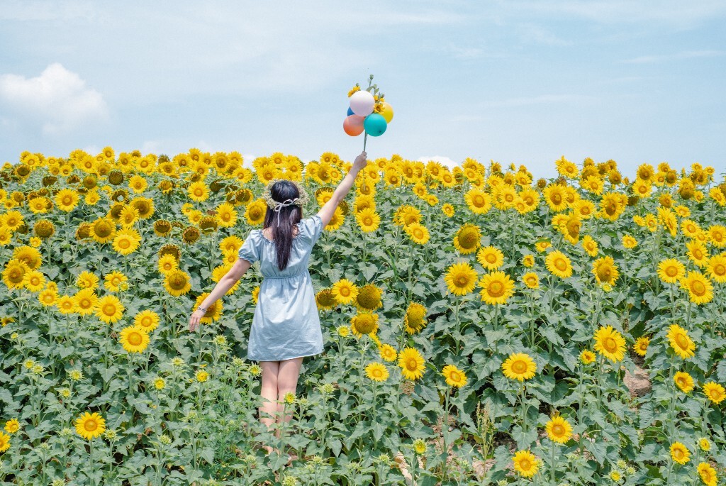 向日葵 花海 风光 自然 摄影 背影 转日莲 花儿 旅行 街拍 人像 美女
