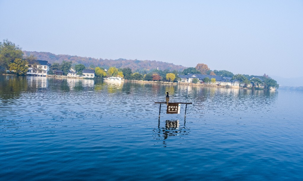 西湖水鸟 西湖风光 风光 西湖 风景 自然 湖水 图片 摄影