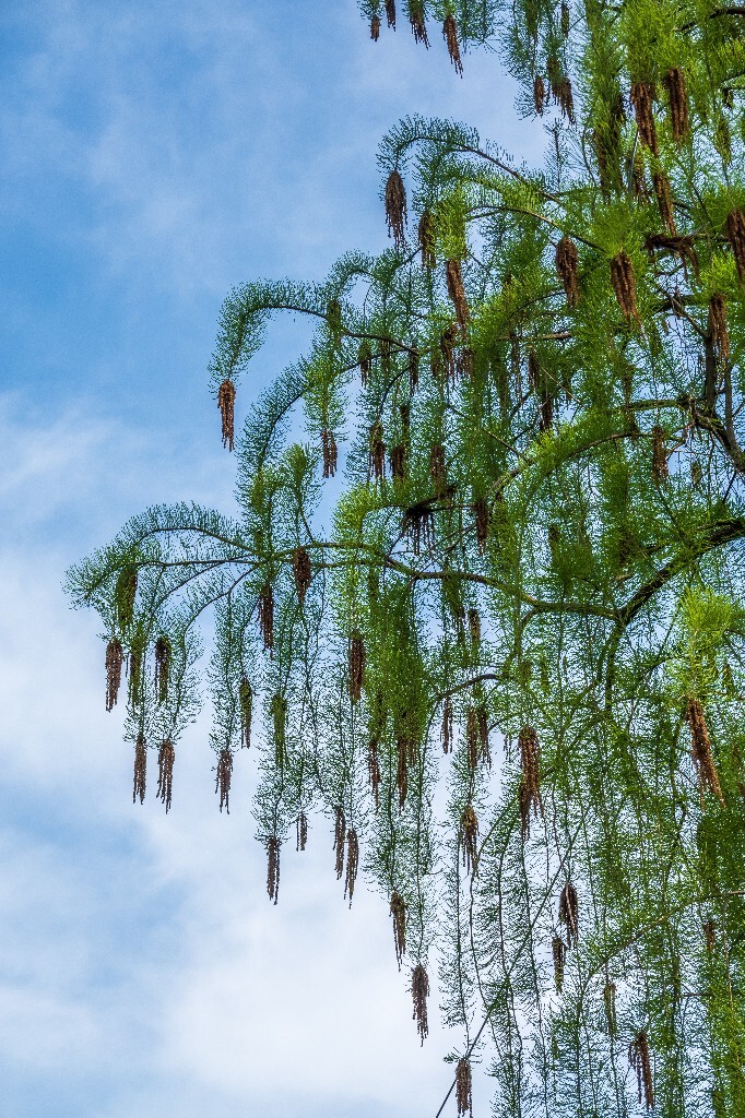 植物 风光 树木 金山葵 皇后葵 摄影 树木 自然 天空 蓝天 花朵 开花