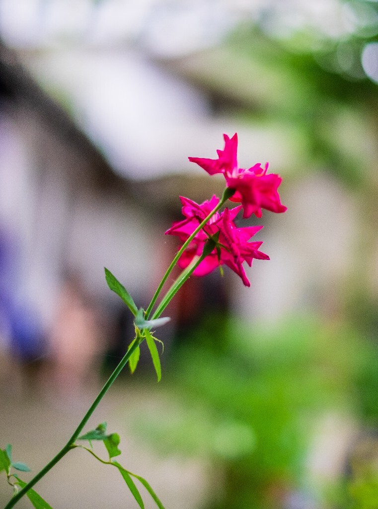 月季花  月月红 月月花 长春花 四季花 胜春  花中皇后  花儿 摄影 自然  花朵 
