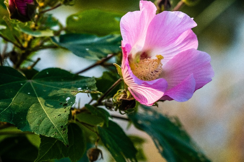 芙蓉花 拒霜花 木莲 地芙蓉 杹木 三变花 九头花 铁箍散 转观花  清凉膏 木芙蓉 植物 花朵 花儿 风光