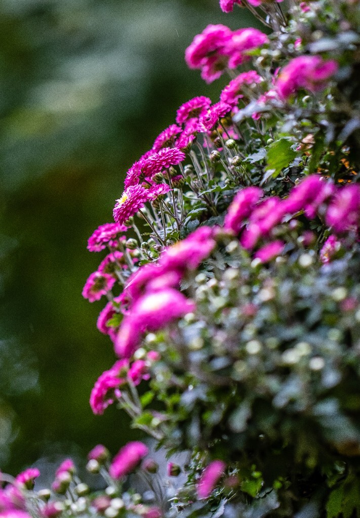 菊花 寿客 金英 黄华 秋菊 陶菊 日精 女华 延年 隐逸花 家菊 花儿 盛开的菊花