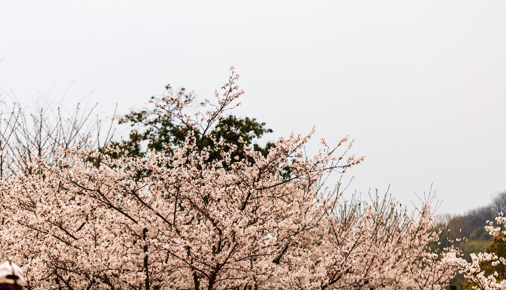 樱花 东京樱花 日本樱花 花朵 盛开的樱花 白色的樱花 花儿 花