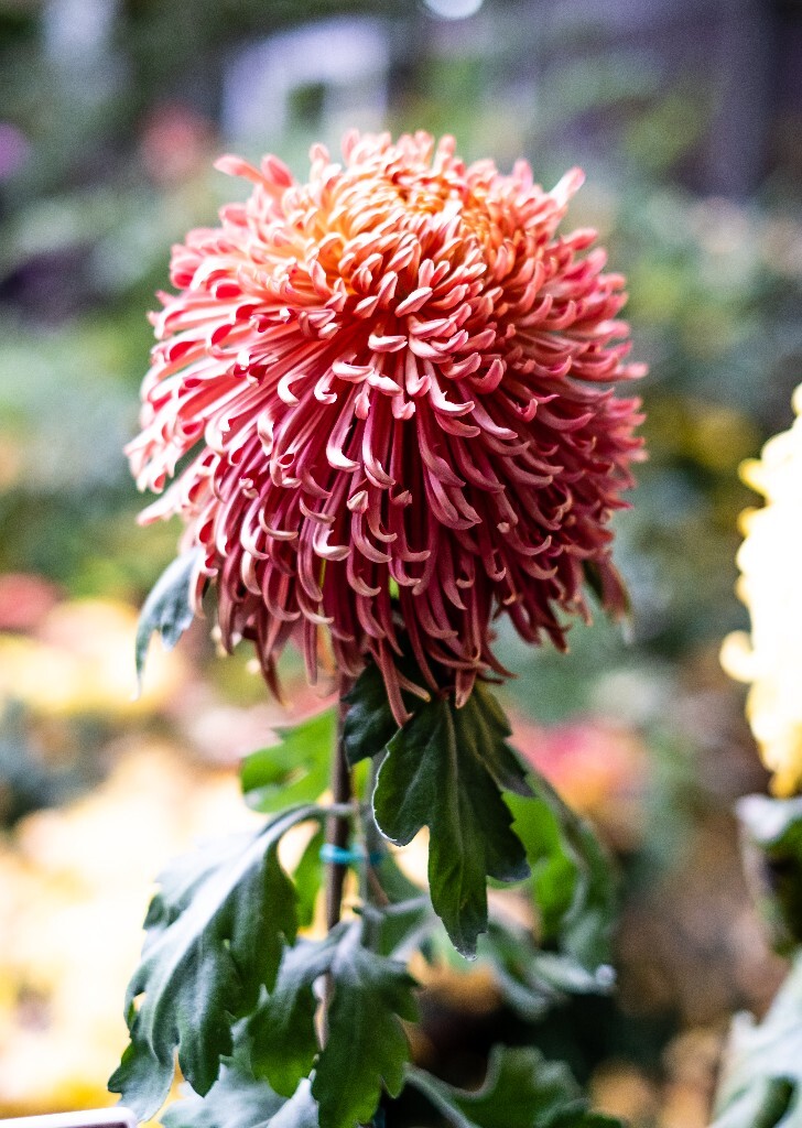 菊花 寿客 金英 黄华 秋菊 陶菊 日精 女华 延年 隐逸花 家菊 花儿 盛开的菊花