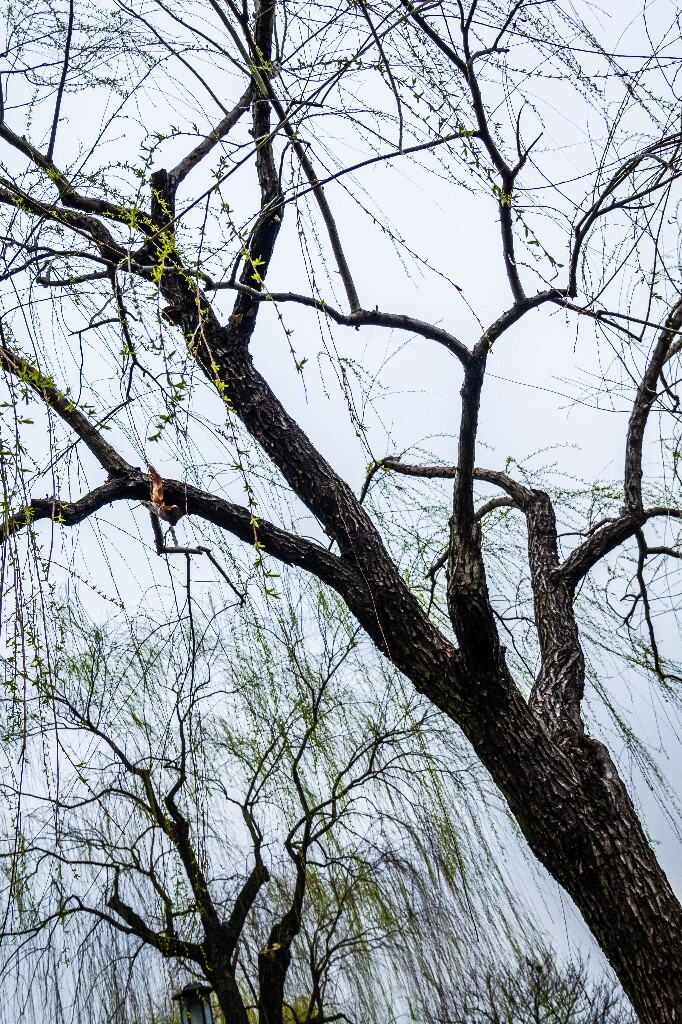 柳树 风光 西湖风光 自然 摄影 西湖柳树 旅行 春天 植物 柳叶