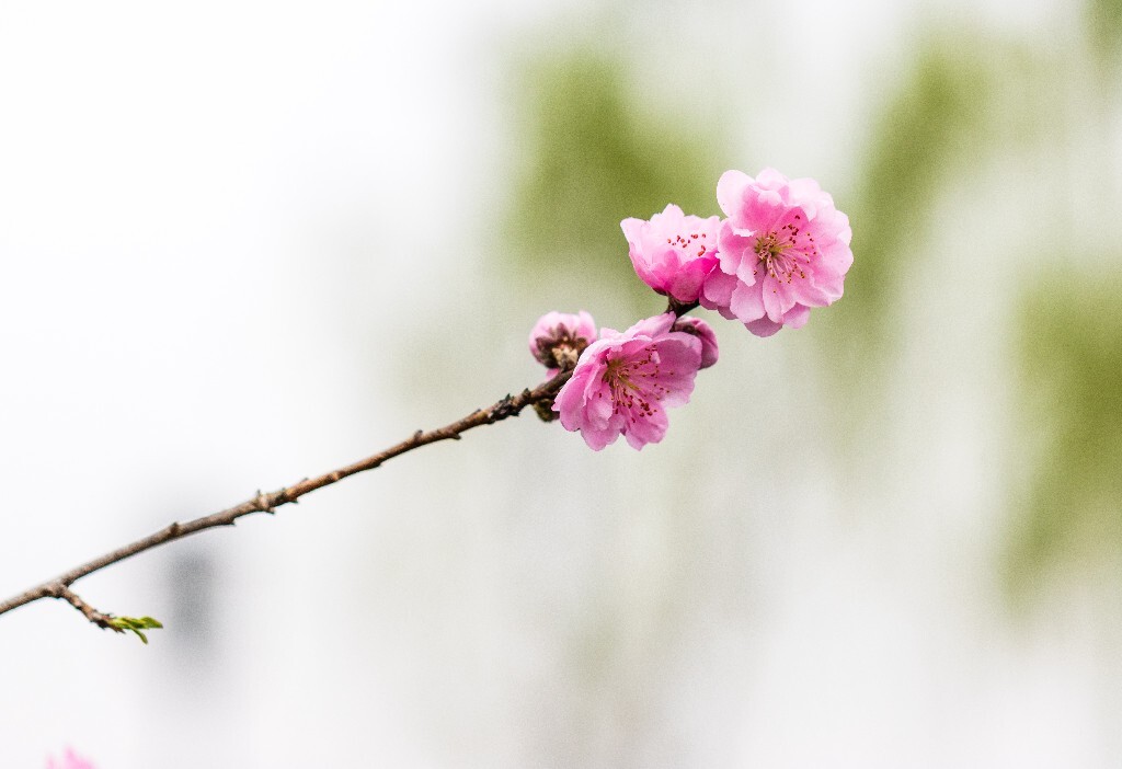植物 花朵 风光 微距 摄影 西湖桃花 西湖风光 环境 西湖桃花 西湖风光