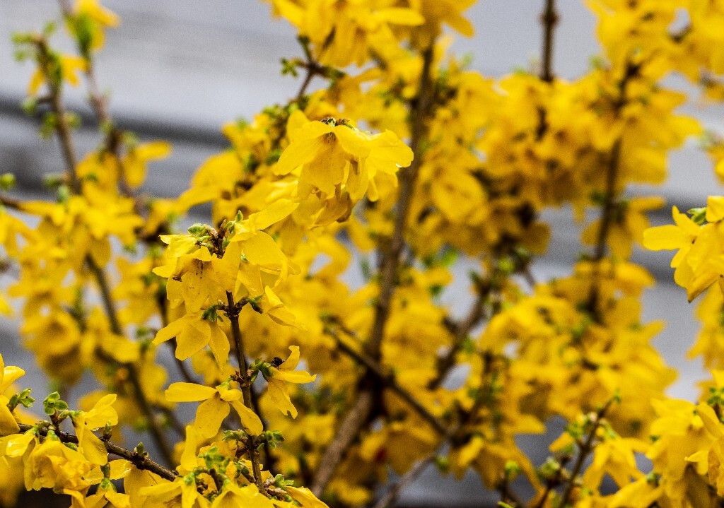 金连翘 木犀科 连翘属 金连翘 黄色金连翘 植物 花朵 花儿