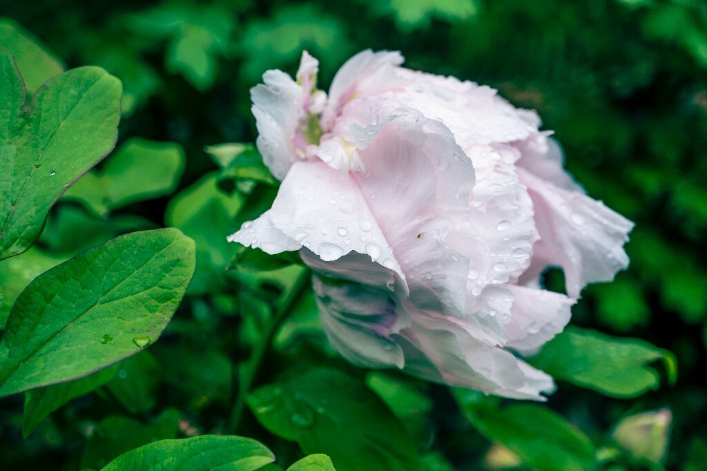 鼠姑 鹿韭 白茸 木芍药 百雨金 洛阳花 富贵花 牡丹 植物 花朵 花儿 牡丹花 含苞待放