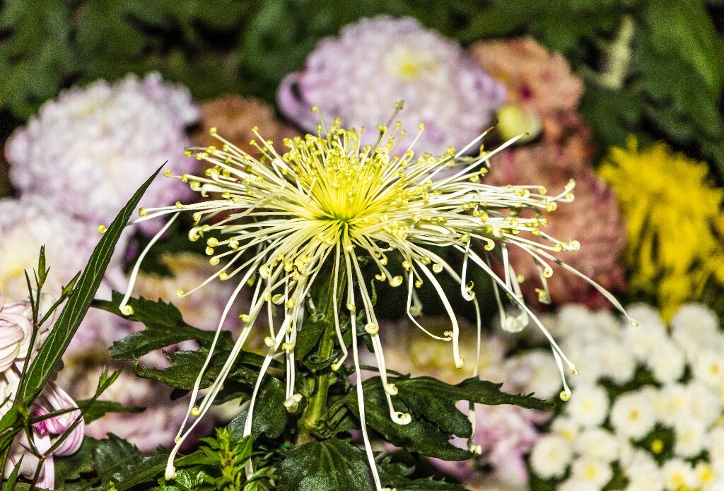 菊花 寿客 金英 黄华 秋菊 陶菊 日精 女华 延年 隐逸花 家菊 植物 花朵 图片 摄影 旅行 菊花展