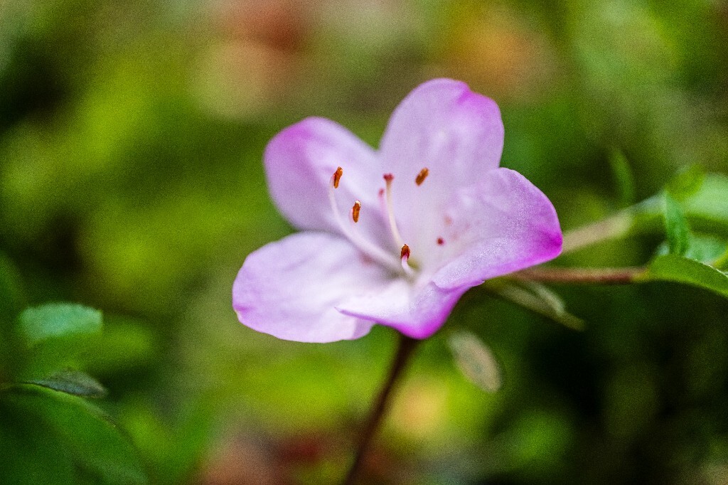 杜鹃花 山踯躅 山石榴 映山红 照山红 唐杜鹃 春鸟花 杜鹃 植物 微距 摄影 风光 自然