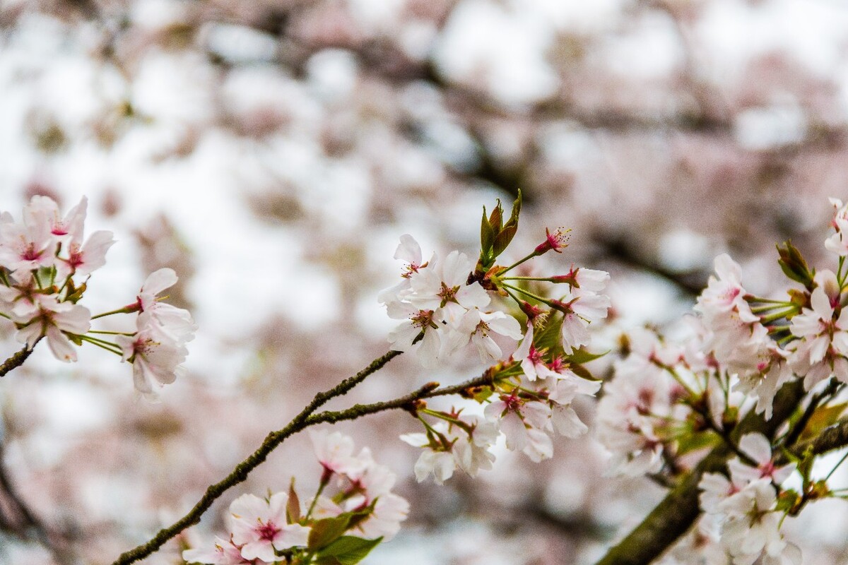 日本樱花 樱花 东京樱花 Cherry Tree 花儿 花卉 植物 太子湾樱花 樱花