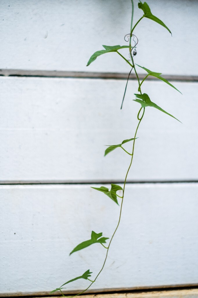 旋花 筋根花 鼓子花 篱打碗 野牵牛  鼓子草  打碗花属  植物 风光 摄影 