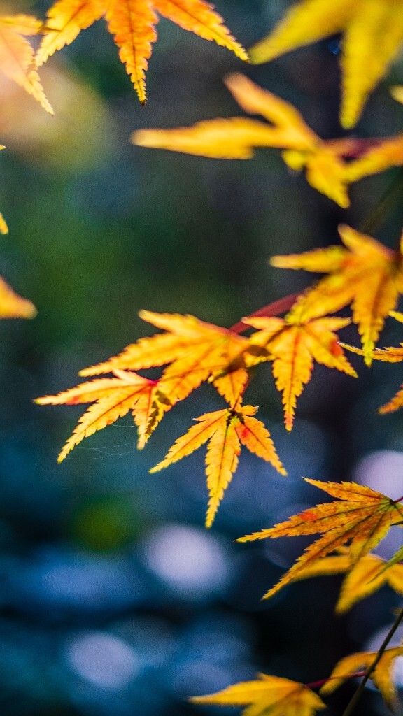 枫叶 红叶 秋天 植物 风光 摄影 自然 旅行 叶子