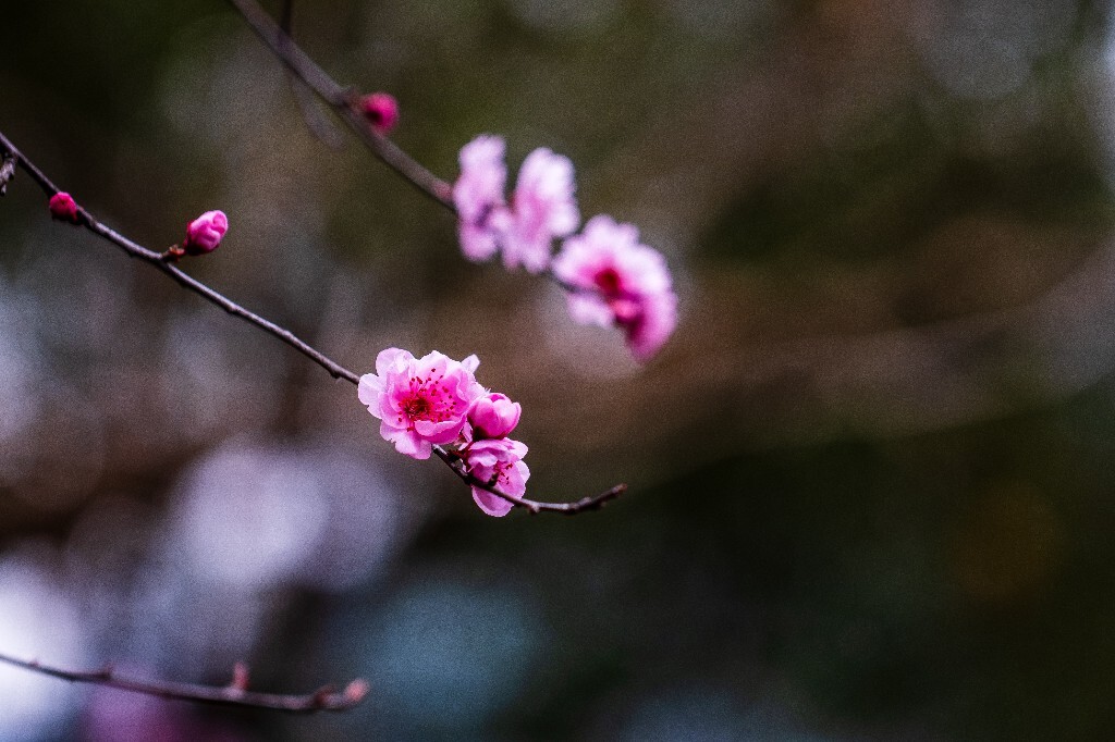桃花 植物 花朵 花儿 风光 微距 摄影 自然风光 盛开的桃花