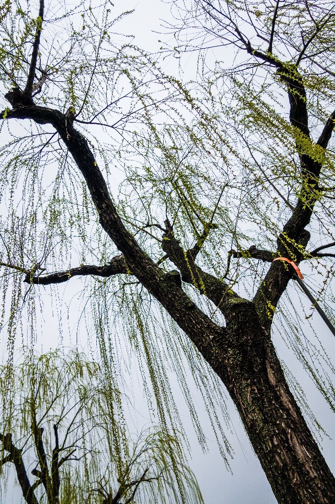 柳树 西湖柳树 风光 摄影 自然 西湖风光 环境 旅行 植物 柳叶