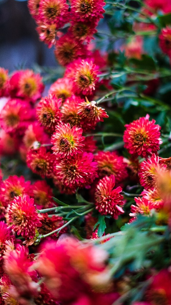 寿客 金英 黄华 秋菊 陶菊 日精 女华 延年 隐逸花 家菊 摄影 花朵花儿 盛开的菊花