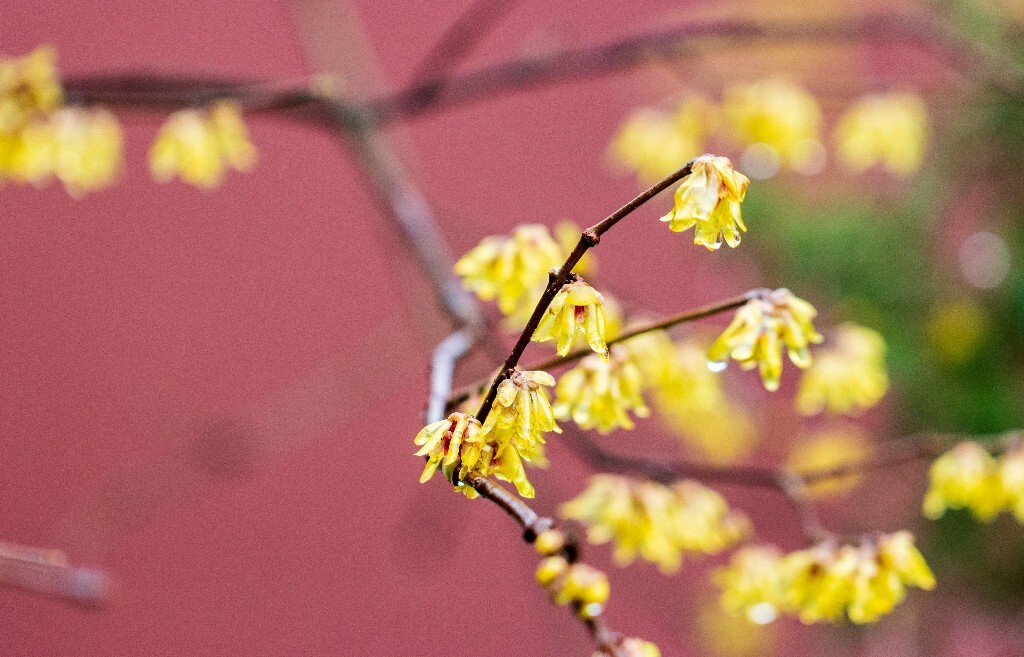 梅花 腊梅 风光 摄影 自然 植物 微距 旅行 建筑 钱王祠